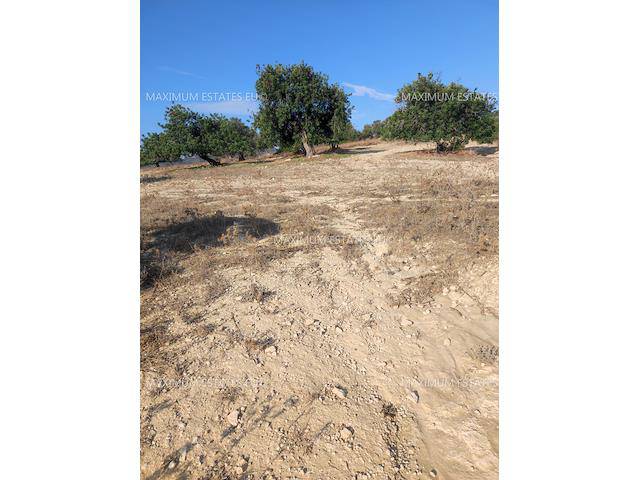 podocarpus neriifolius Podocarpus neriifolius – Chop Ching Hin Pte Ltd main image 1